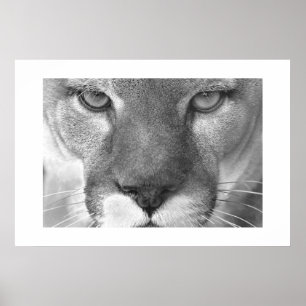 Affiches Cougar