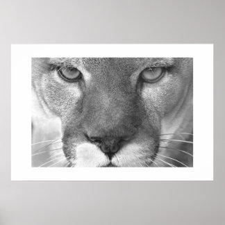 Affiches Cougar