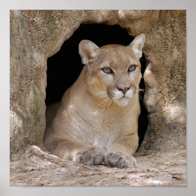 Affiches Cougar 012 (Devant)