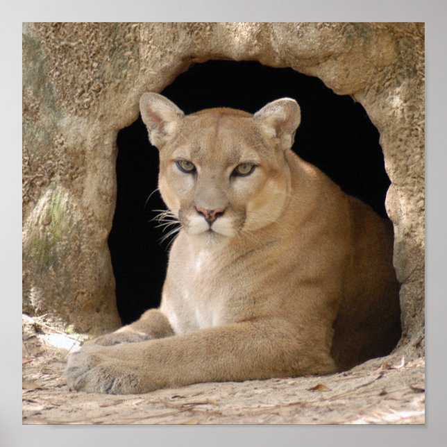 Affiches Cougar 014 (Devant)