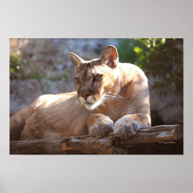 Affiches Cougar 1 (Devant)