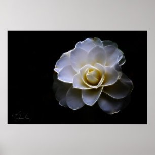 Affiches couleur camélia blanc