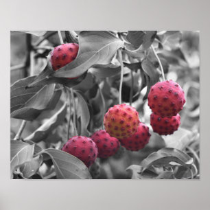 Affiches Couleur partielle de Fruit de Dogwood Rouge