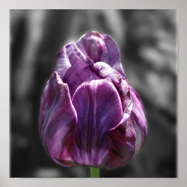 Affiches Couleur partielle de la fleur de tulipe violette (Devant)