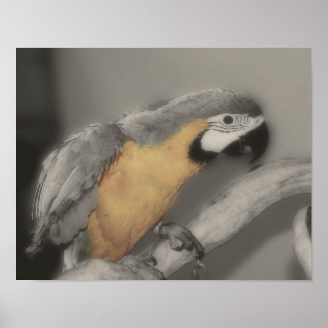 Affiches Couleur Partielle De Parrot Macaw Bleu Et Or (Devant)