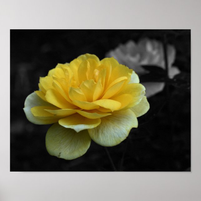 Affiches Couleur partielle Fleur de rose jaune (Devant)