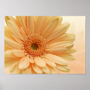 Affiches Couleur pêche douce Daisy-gerbera. Imprimer