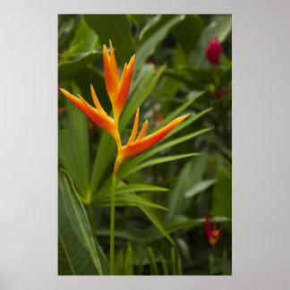 Affiches Couleur tropicale