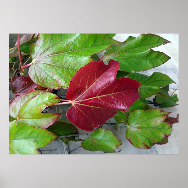 Affiches couleurs automnales (Devant)
