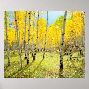Affiches Couleurs d'automne des arbres d'Aspen 4
