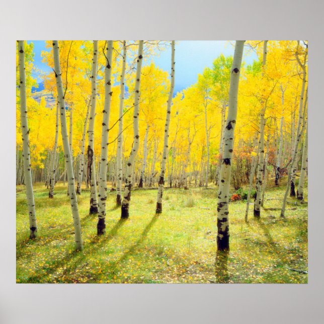 Affiches Couleurs d'automne des arbres d'Aspen 4 (Devant)
