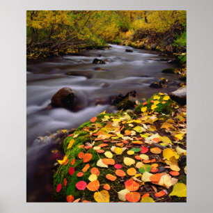 Affiches Couleurs d'automne le long du ruisseau McGee