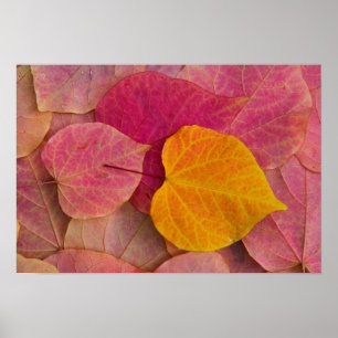 Affiches Couleurs d'automne sur feuilles tombées de Forest