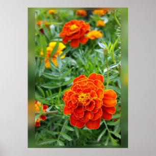 Affiches couleurs des soucis