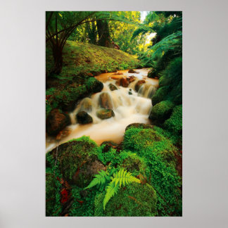 Affiches Couleurs naturelles luxuriantes
