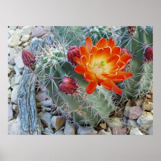 Affiches Coupe Claret (Devant)