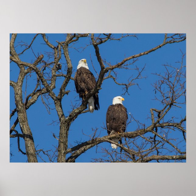 Affiches Couple d'aigles à tête blanche (Devant)