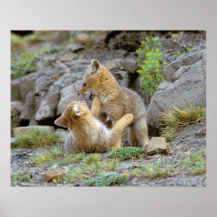 Affiches Couple de Fox gris d'Amérique du Sud (Lycalopex gr