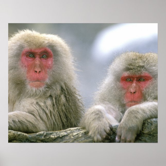 Affiches Couple de singes des neiges, Macaque japonais, (Devant)