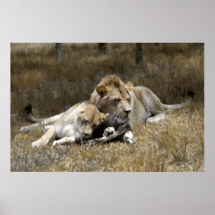 Affiches Couples de Safari-Lion