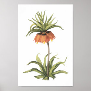 Affiches couronne impériale (Fritillaria impérialis) par Re