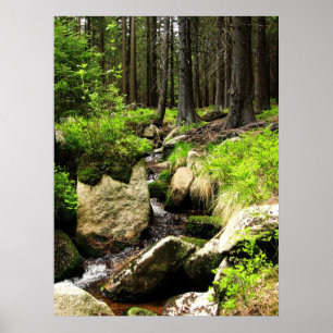 Affiches cours de forêt