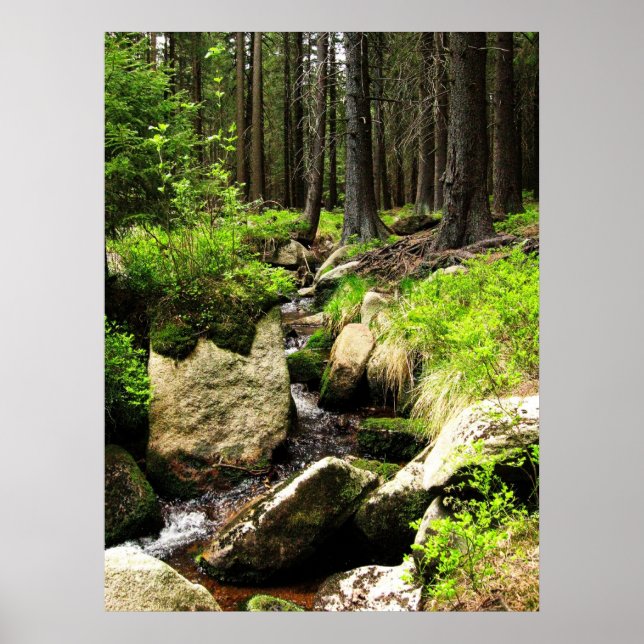 Affiches cours de forêt (Devant)