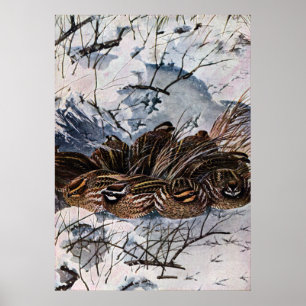 Affiches Covey des cailles