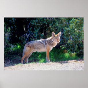 Affiches Coyote Stands along a Road