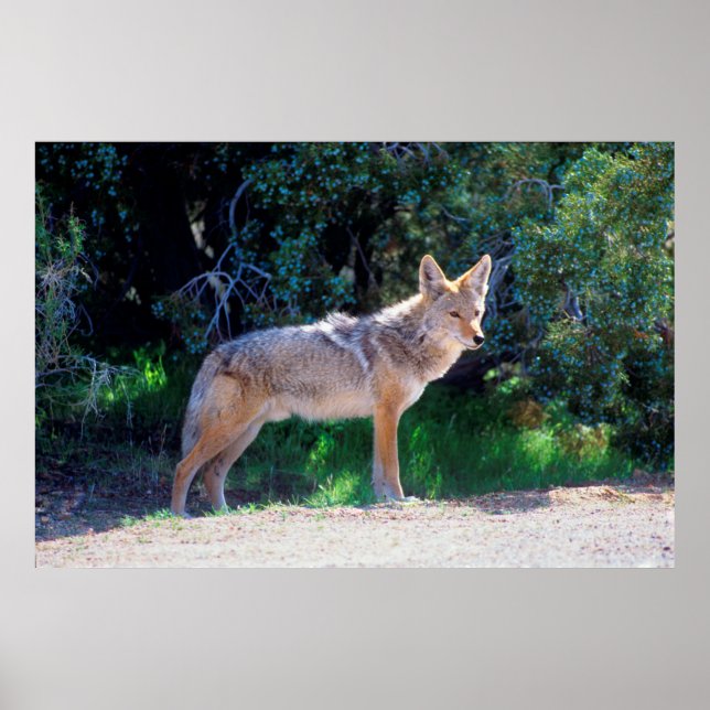 Affiches Coyote Stands along a Road (Devant)