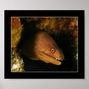 Affiches Cozumel - anguille de Moray
