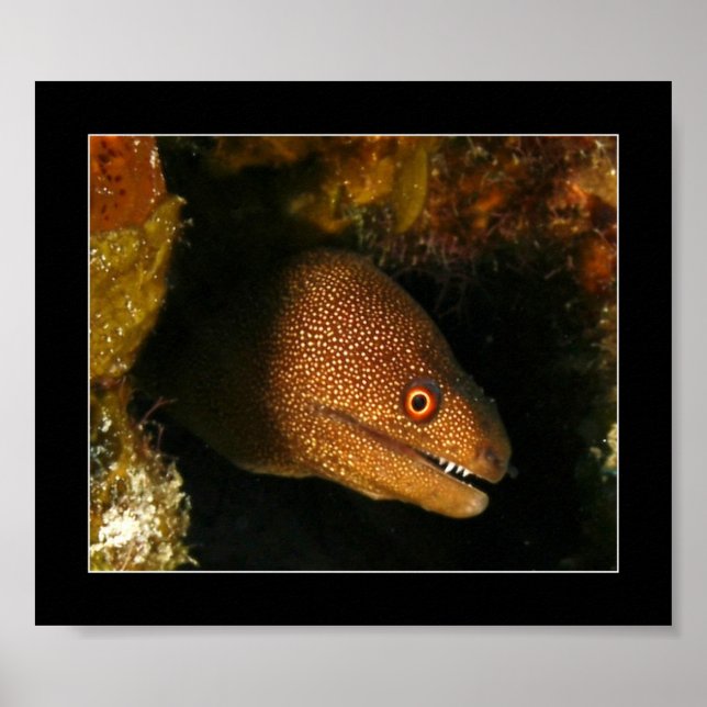 Affiches Cozumel - Moray Eel (Devant)