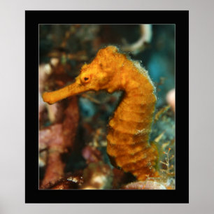 Affiches Cozumel - Seahorse#2 orange