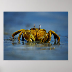 Affiches Crabe d'or au bord de la mer Imprimer