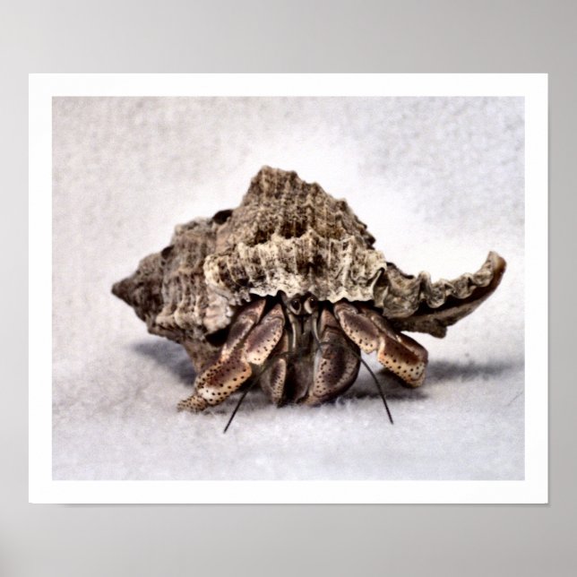 Affiches Crabe hermite #1 (Devant)