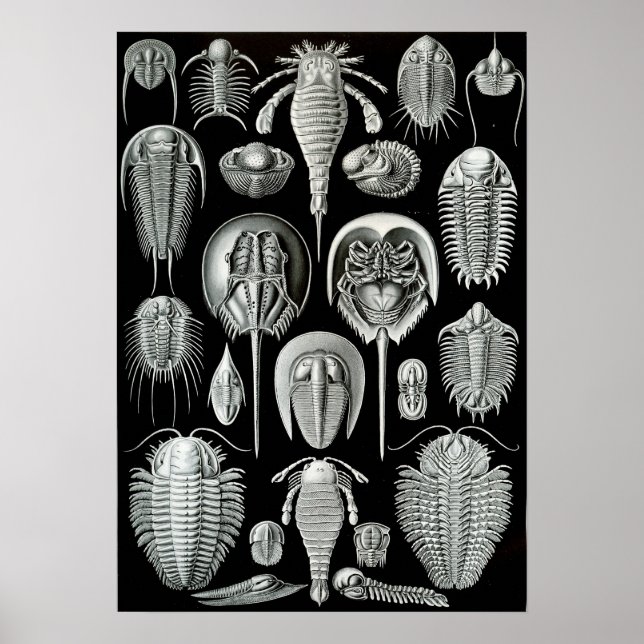 Affiches Crabes Ernst Haeckel Aspidonia (Devant)
