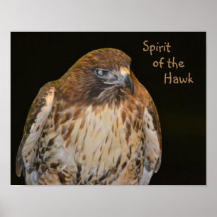 Affiches Crafty Hawk