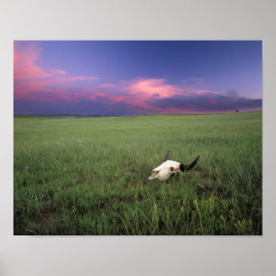 Affiches Crâne de buffle dans l'herbe de la prairie près de