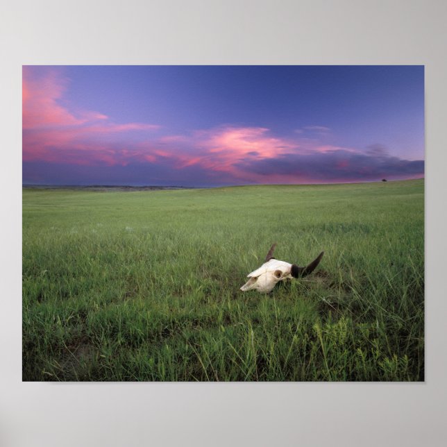 Affiches Crâne de buffle dans l'herbe de la prairie près de (Devant)