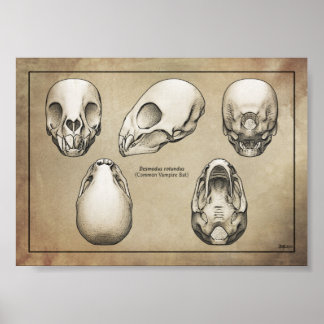 Affiches Crâne de chauve-souris Vampire