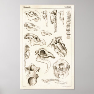 Affiches Crânes de mammifères Anatomie de la mangée vétérin