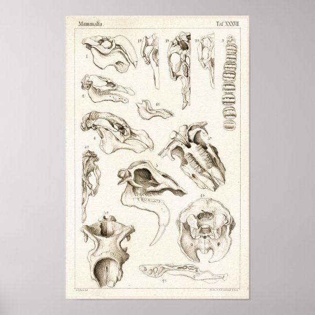 Affiches Crânes de mammifères Anatomie de la mangée vétérin (Devant)