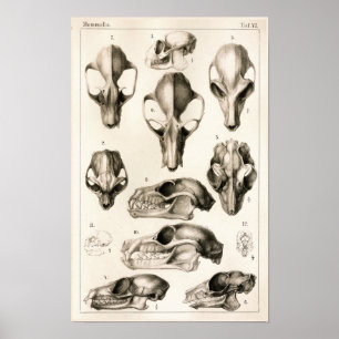 Affiches Crânes de singes chauves-souris Anatomie vétérinai