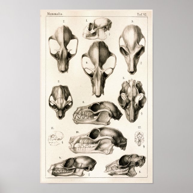 Affiches Crânes de singes chauves-souris Anatomie vétérinai (Devant)