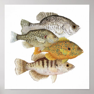 Affiches Crapets et Sunfish