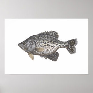 Affiches Crappie