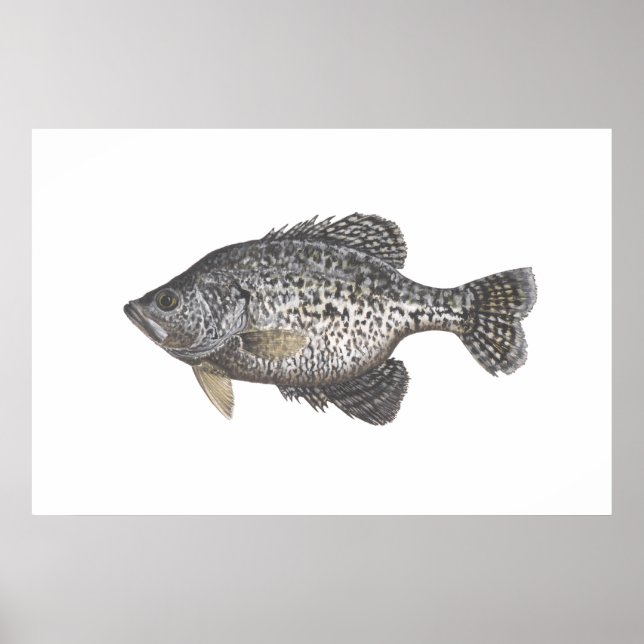 Affiches Crappie (Devant)