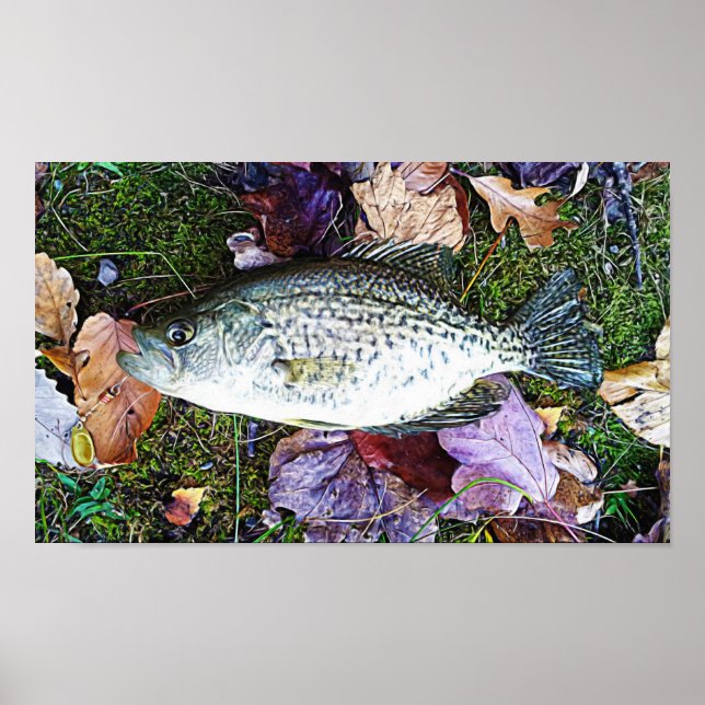 Affiches Crappie blanche (Devant)