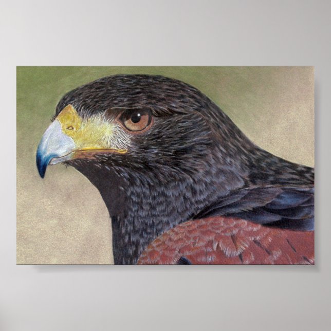Affiches Crayons de couleur Harris Hawk (Devant)