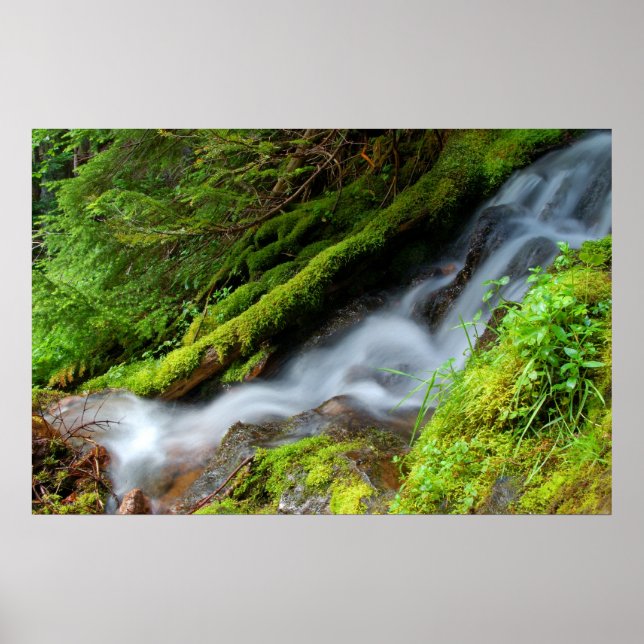 Affiches Creek dans le parc national du Mont-Rainier (Devant)
